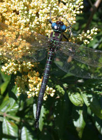 Swamp Darner